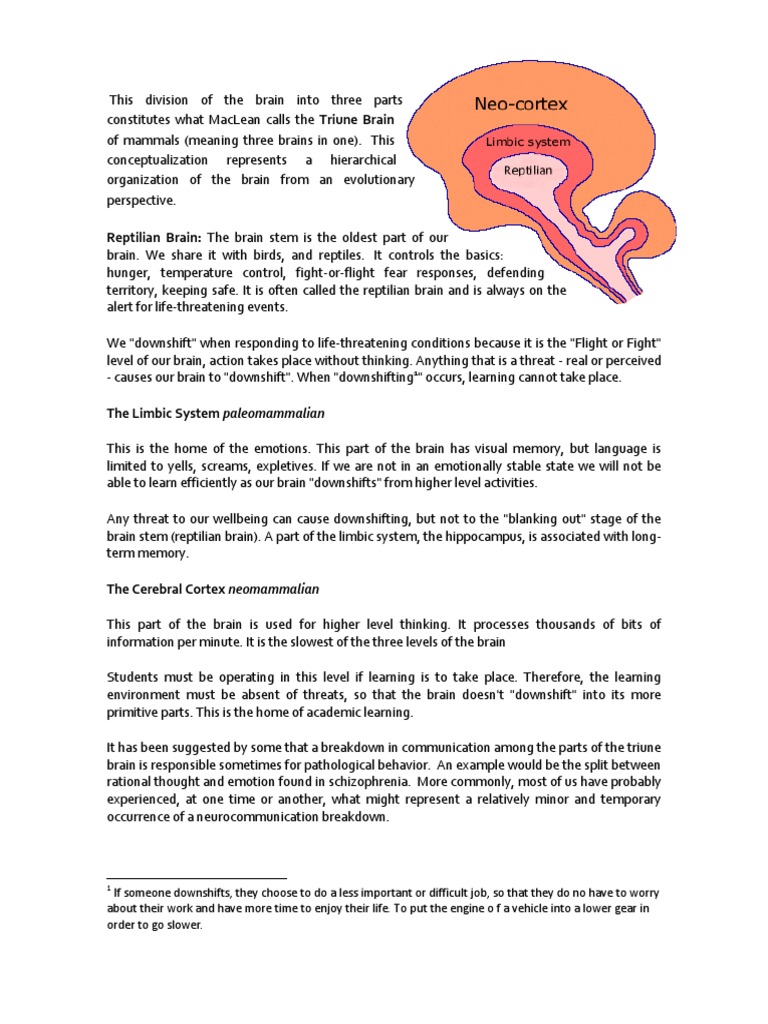 Reptilian Brain: The Brain Stem Is The Oldest Part of Our | PDF