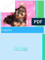 Puppies Show Please