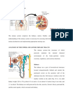Anatomy and Physiology (kiLLKKLdney).docx