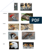birds.pdf