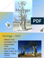 Moringa Trees