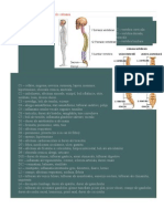 Afectiuni Corelate Cu Vertebrele Coloanei