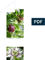 Maracujá Roxo - Passiflora edúlis