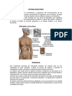 Sistema Endocrino