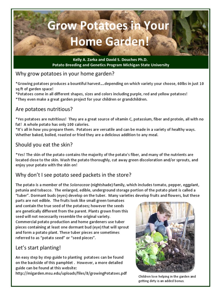 Growing Potatoes in Your Home Garden | PDF | Potato | Seed