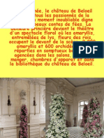 Les Amaryllis de Beloeil