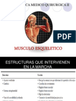 Sistema Musculo Esqueletico