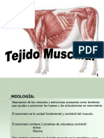 Presentación Tejido Muscular