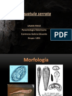 Linguatula Serrata ECG