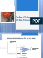 8va Clase Orden Caryophyllales y Vitales 2013