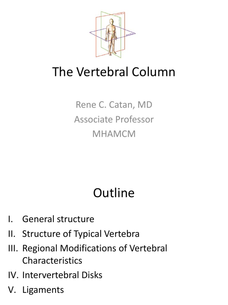 Anatomy of the Vertebral Column | PDF | Vertebra | Vertebral Column