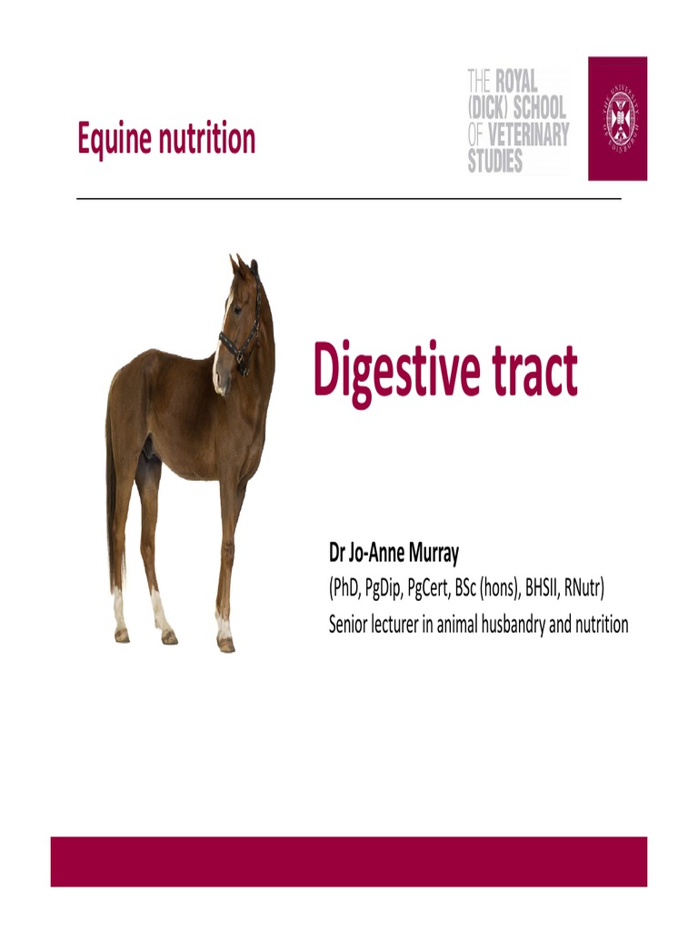 Week 1 Equine Digestive Tract Human Digestive System Digestion