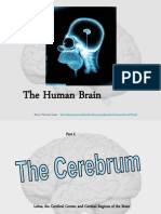 Human Brain 2