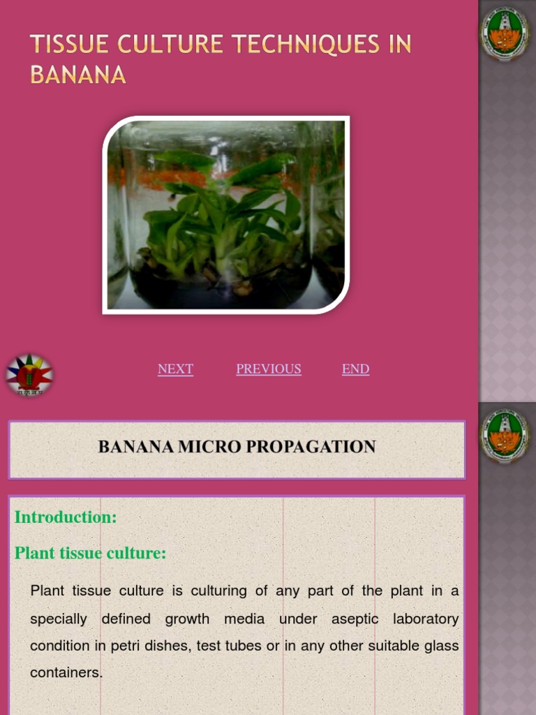 Banana Micro Propagation PDF Banana Growth Medium