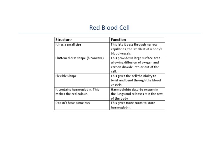 Red Blood Cell - Function and Structure | PDF