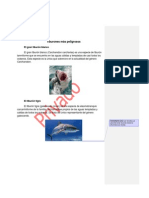 Tiburones Más Peligrosos PDF