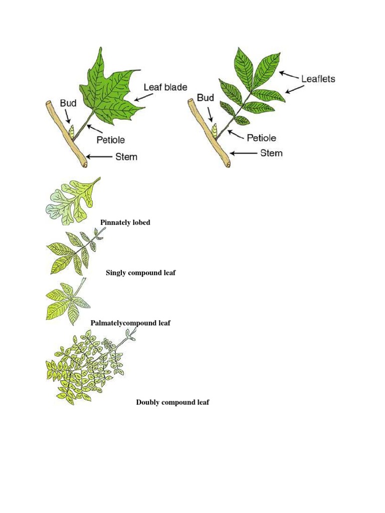 Leaves 2 | PDF