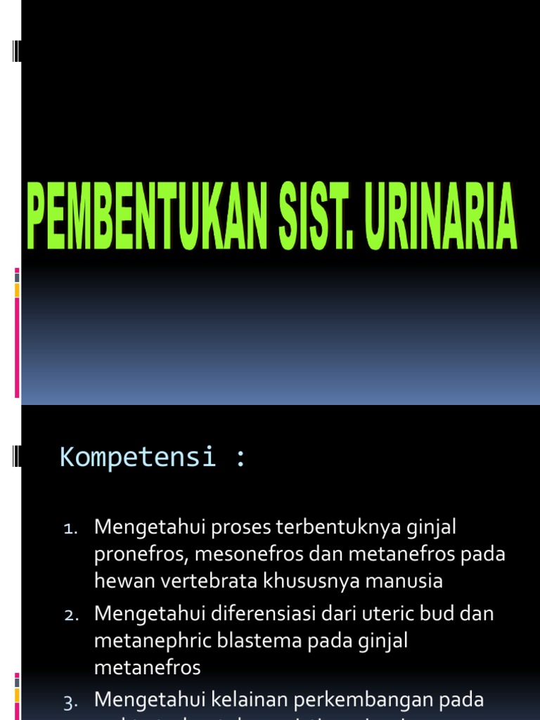 Download 57 Gambar Ginjal Pronefros Terbaru HD