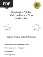 Ciclo de Krebs