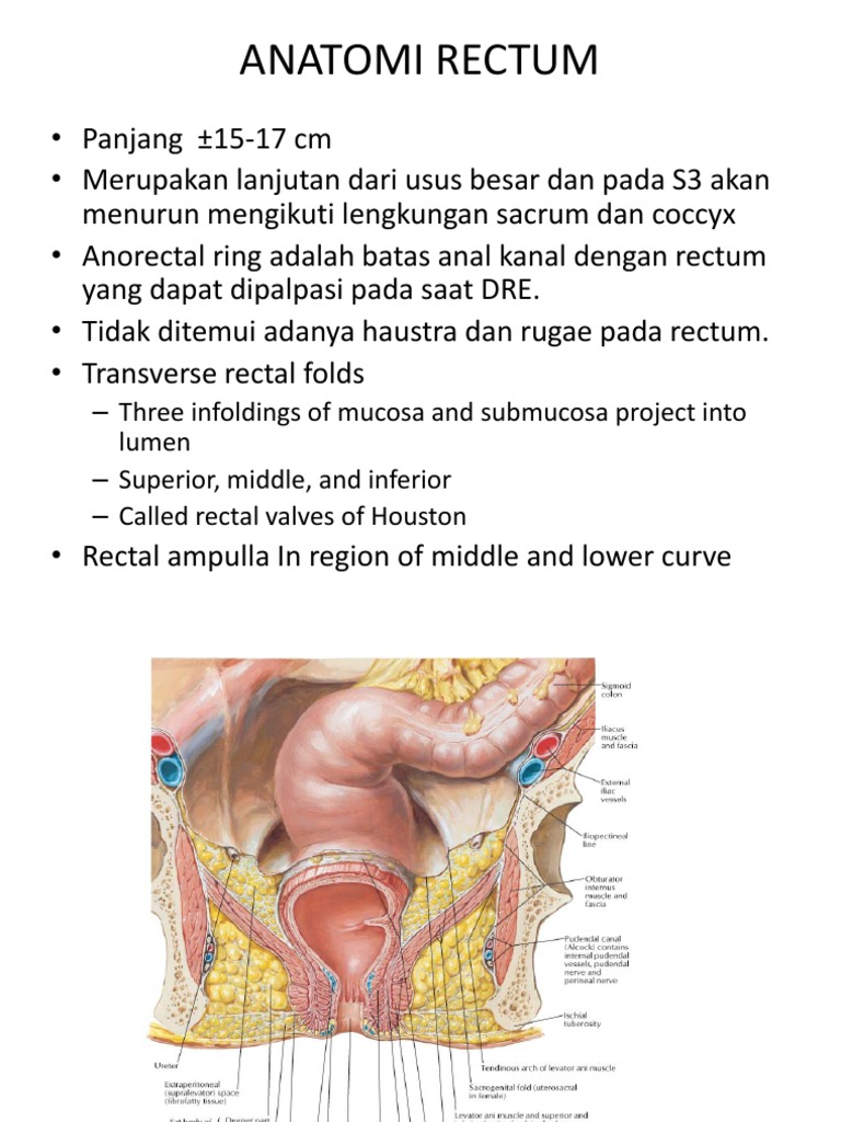 Anatomi Rectum | Rectum | Vein