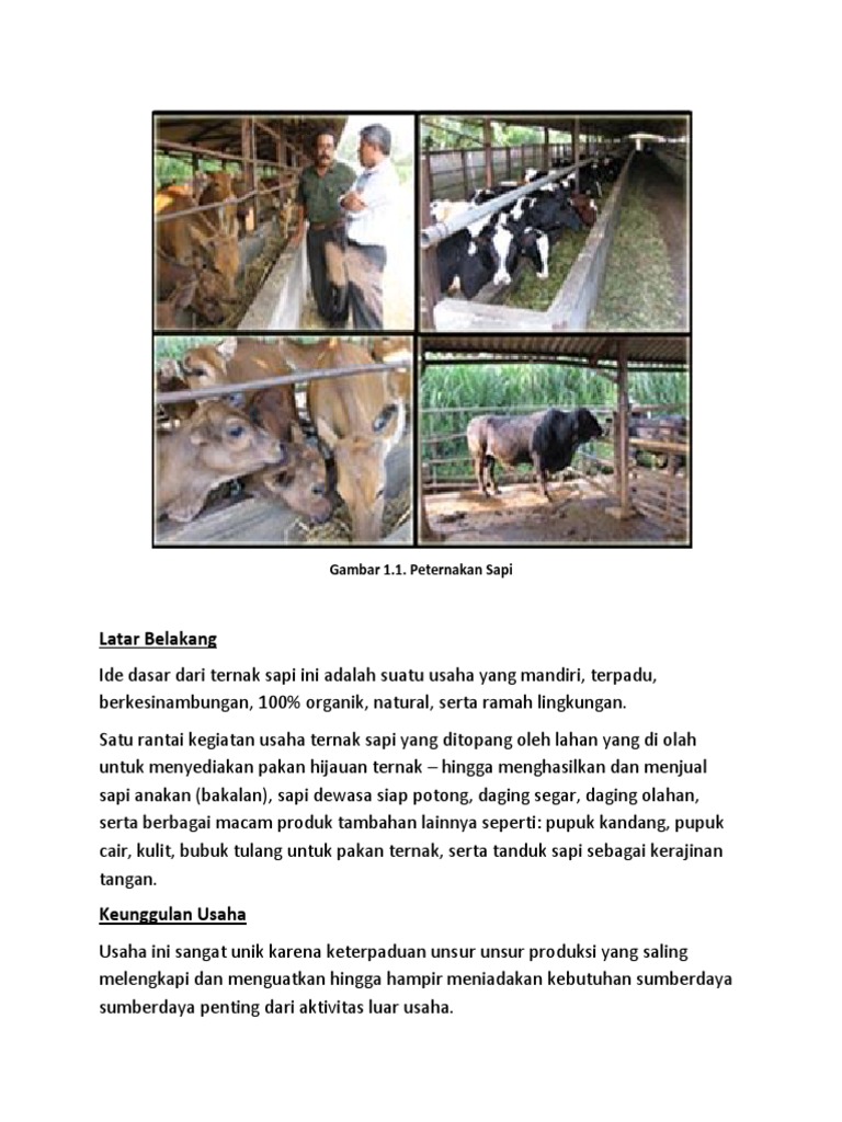 Potensi Usaha Peternakan Sapi Organik | PDF