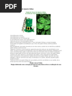 Magia Do Trevo de Quatro Folhas