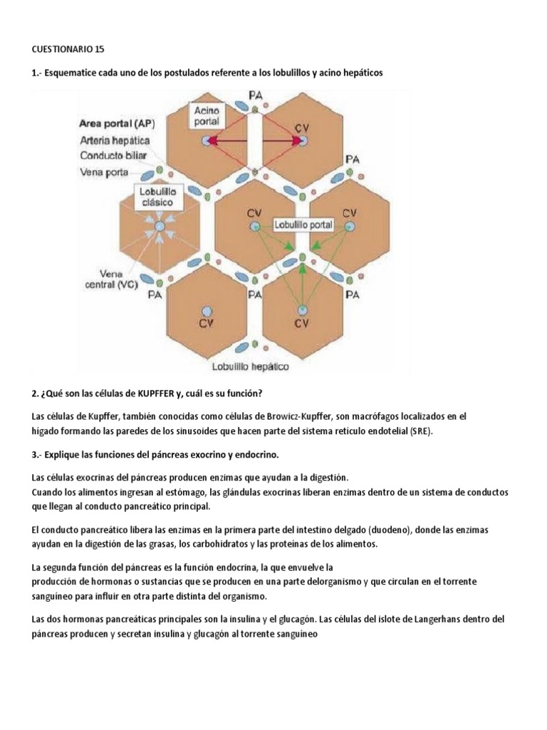 Alteraciones histopatológicas en el hígado del sapo Peltophryne empusa  (Anura: Bufonidae) del Occidente de Cuba: ¿señal de a, image size:768x1024