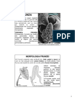 Morfologia Anatomia Plantelor  Frunza