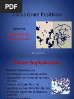 Cocos Gram Positivos