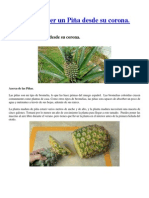 Cómo crecer un Piña desde su corona