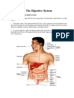 The Digestive System-FulDetailsEdited.doc