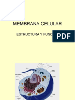 Membrana Celular