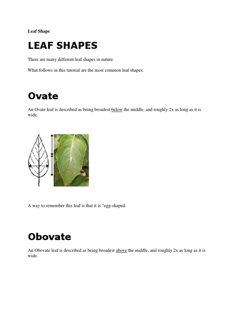 Leaf Shape | PDF | Leaf | Plants