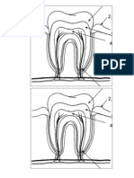 Teeth Parts Naming