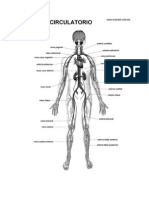 Sistema Circulatorio Aylin