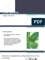 Charophytas