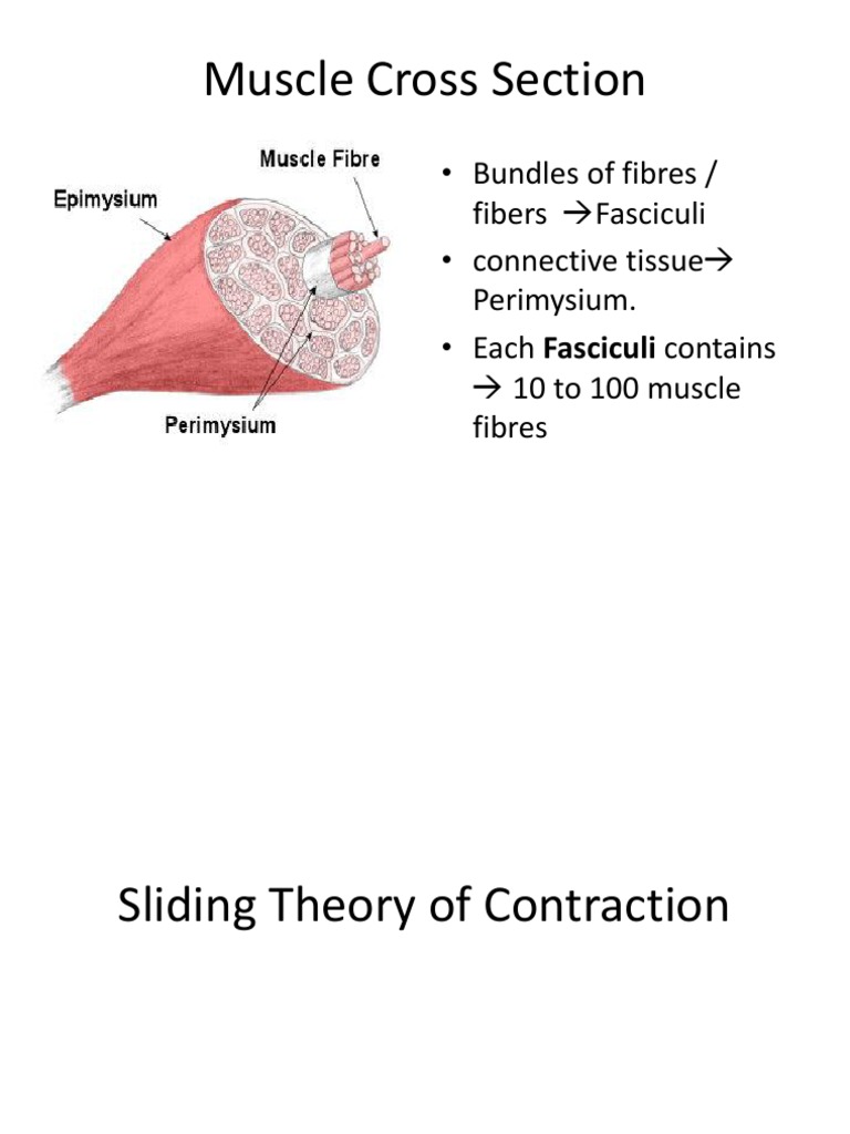 Sliding theory Myocyte Muscle Contraction