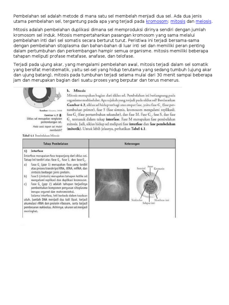 Mitosis Pada Sel Tumbuhan