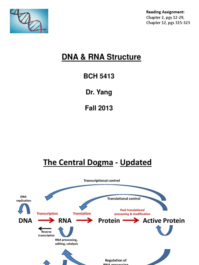 DNA RNA+Structure+Handout+VER++BCH5413++Fall+2013+II PDF Nucleic