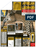 African Leopard - Infographic