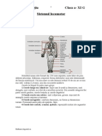 Referat - Clopotel.ro Sistemul Locomotor