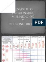 Desarrollo Embrionario, Mielinización y Neuronutrición