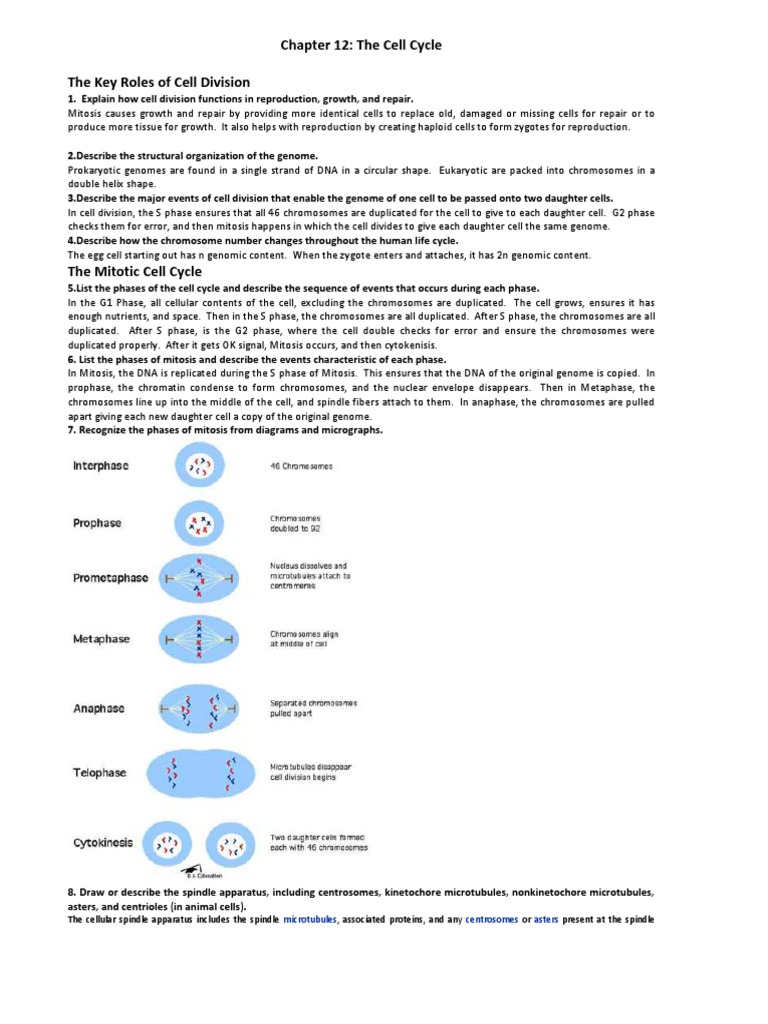 Match each cell cycle phase to what happens in that phase. image