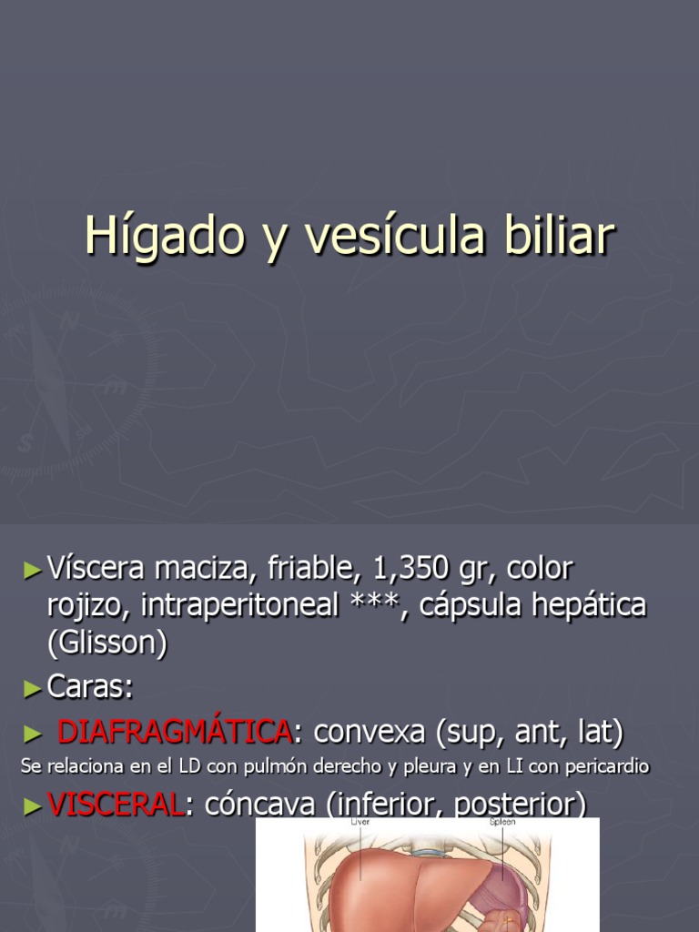 Hígado y Vesícula Biliar | PDF | Hígado | Gastroenterología