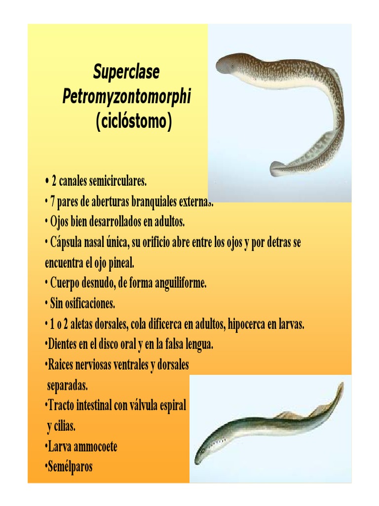 Anatomía Externa e Interna Del Pez | PDF, image size:768x1024