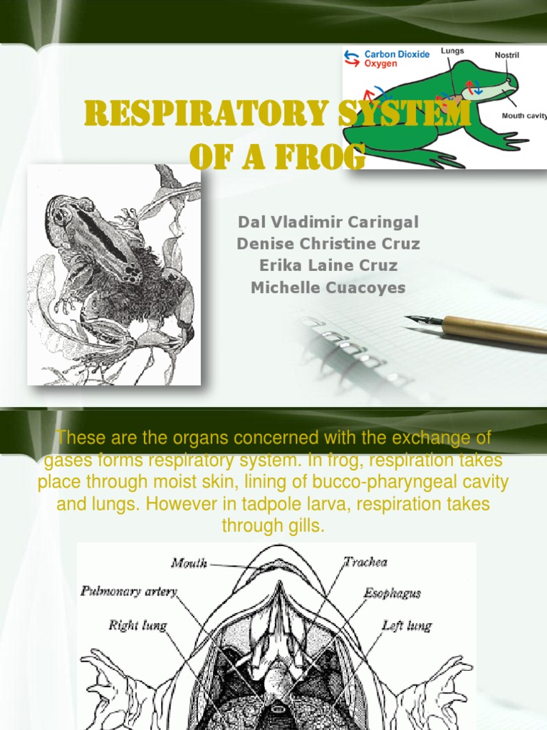 Respiratory System of a Frog Lung Exhalation