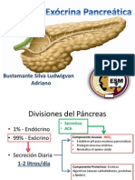 Páncreas Exocrino