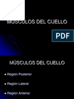 2-msculos-del-cuello-1228807513911837-9