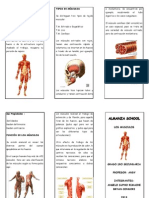 Sistema Muscular