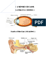 Our 5 Sense Organs: Parts of The Eye (SEEING)